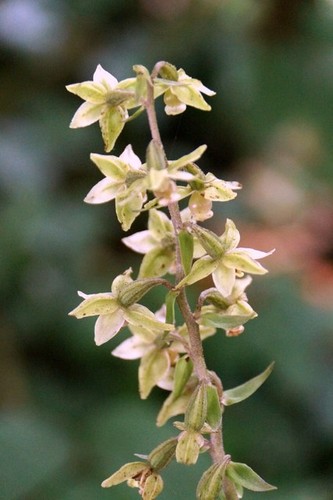 Foto 6x4 violet helleborine - 6x4,
