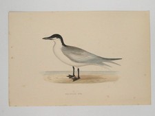 Möwe Schnabelseeschwalbe