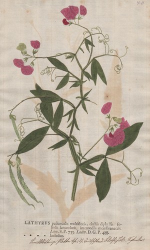 Lathyrus platterbse perennial - lathyrus,