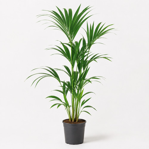 Kentia palme howea - kentia,