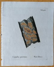Vietz Icones Plantarum