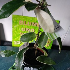 Hoya australis Wachsblume