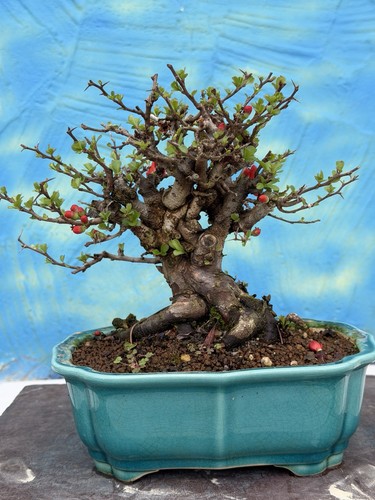 Joe bonsai quitte - joe,