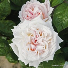 Edelrose Madame Anisette ® , Kordes, 2013 - Co. 5 L - ADR-Rose