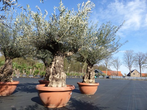 Olivenbaum bonsai schale - olivenbaum, in