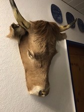 Präparierter Kuhkopf als Deko