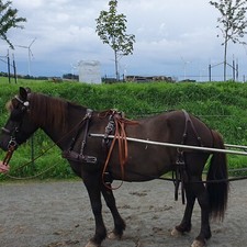 Einspännergeschirr für