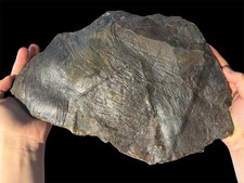 Fossilien, Farn Fossil