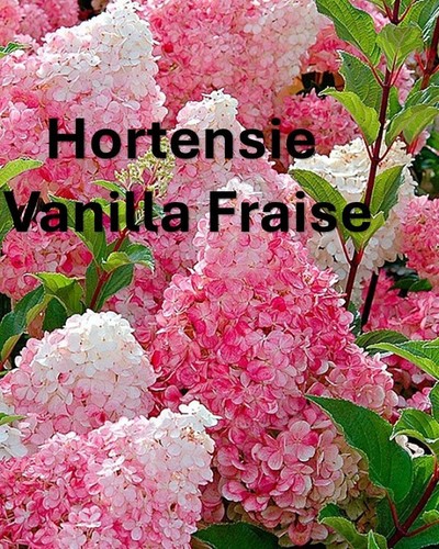 Hydrangea vanille fraise 5l - hydrangea,
