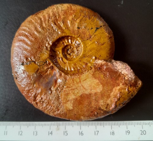 Leioceras goetzendorfense