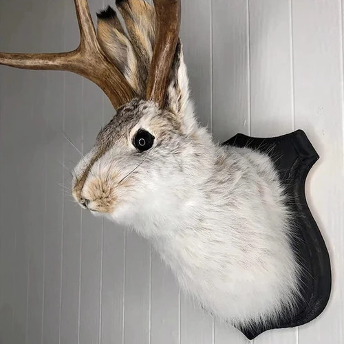 Wanddeko kaninchen kopf geweih - kopf,