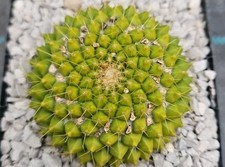 Mammillaria marksiana Kakteen Sukkulenten 