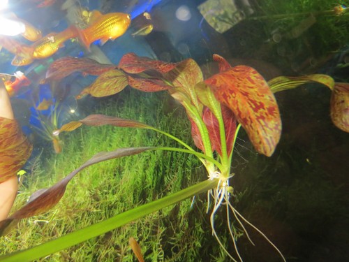 Aquarium wasser pflanze - aquarium,