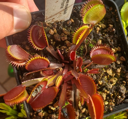 Dionaea muscipula red - muscipula, piranha