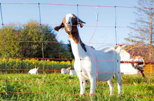 Kerbl TitanNet Schafzaun Netz