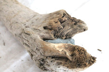 Schwemmholz Treibholz  XXL Skulptur mit 2 Steine  L 99 cm  Treibgut Lampenbau