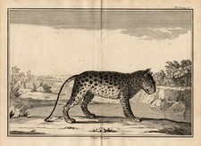 2 antike Drucke - Tiger -