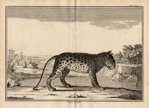 Antike drucke tiger - drucke,