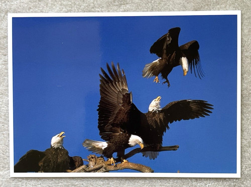 Postkarte amerikanischer - 1, ak