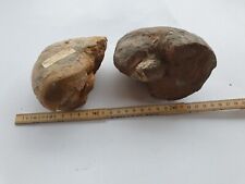 RARITÄT - 2 x Nautilus -