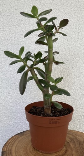 Bonsai crassula ovata - ovata, gesund
