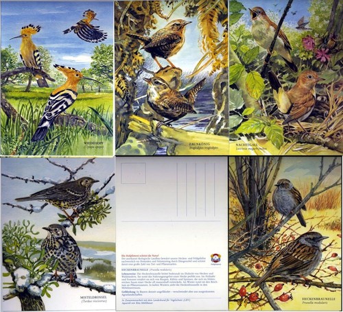 Vögel wiedehopf - 5,
