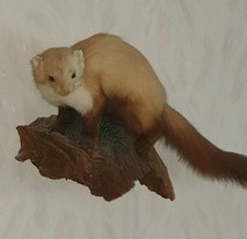 Präparierter Marder Tierpräparat Präparierte Tiere Taxidermie