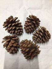 40 x feste Tannenzapfen Deko Zapfen Pinienzapfen Kiefernzapfen bis 8 cm groß