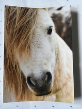 AK Postkarte Pferde, Niederlande, ej, Shetlandpony