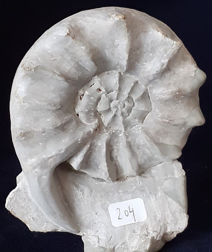 Deko kunstfantasie ammonit - deko,