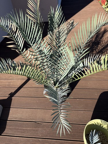 Encephalartos lehmannii