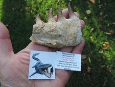 4 schöne Zähne mit einem Stück Kiefer vom Mosasaurus beaugei aus Marokko