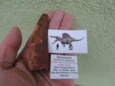 Riesiger zahn vom - zahn, spinosaurus