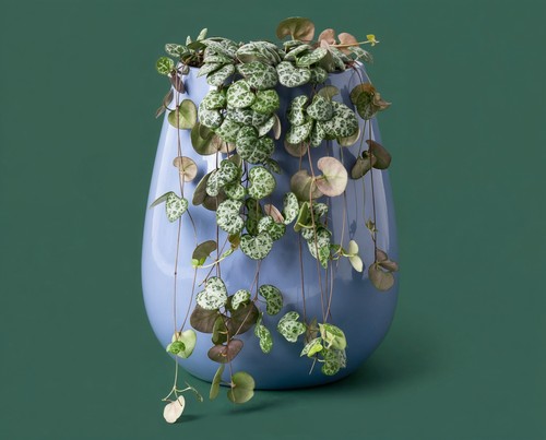 Ceropegia woodii string - ceropegia,