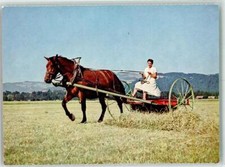 39746867 - Freiberger Pferd zieht eine Erntemaschine Stiftung fuer das Pferd