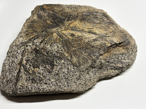 Große garbenhornblende - große,