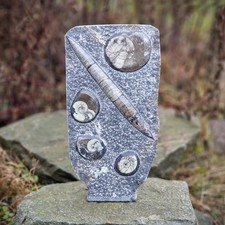 Budawi® XL Orthoceras Platte