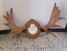 Elch Elchgeweih Elchschaufel