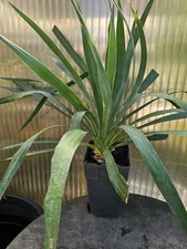 🌴Yucca gloriosa 60cm