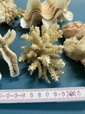 Salzwasseraquarium-Deko echte Korallen