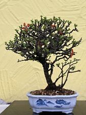 Joe Bonsai Quitte Chojubai Japan Zierquitte Chaenomeles Japonica  Schale Shohin