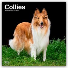 Collies - Langhaarcollie 2026