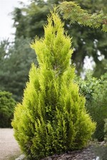 Thuja plicata '4ever Goldy'