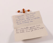 Bernstein Ersatzperlen Manufaktur Ribnitz Dammgarten