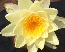 Pflanzendünger für