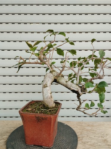 Bonsai bougainvillea - bonsai,
