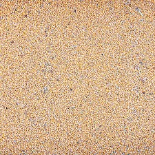 Gelbsenf 5 kg ganze Körner weißer Senf ganz Bienenfreundlicher Gründünger gelb