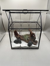 Pflanze Terrarium