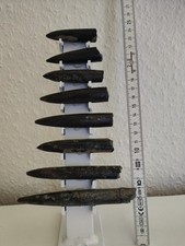 Belemniten Auf Ständer