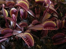 Dionaea muscipula typ. red
